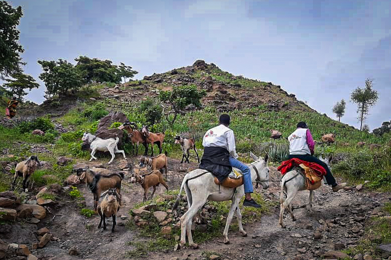 No Sudão, o acesso a algumas áreas remotas só pode ser feito em burros ou camelos No Sudão, o acesso a algumas áreas remotas só pode ser feito em burros ou camelos